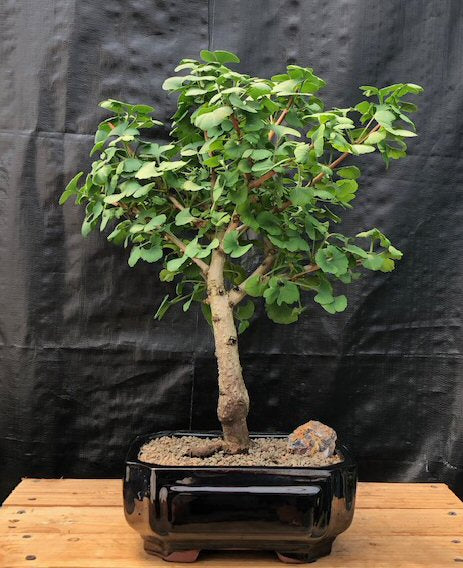 Ginkgo Bonsai Tree  (Ginkgo biloba ‘Mariken’)