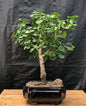Ginkgo Bonsai Tree  (Ginkgo biloba ‘Mariken’)