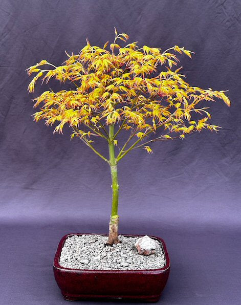 Katsura Japanese Maple Bonsai Tree (Acer palmatum ‘Katsura')