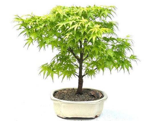 Sharps Pygme Japanese Maple Bonsai Tree  (acer palmatum 'sharps pygme')