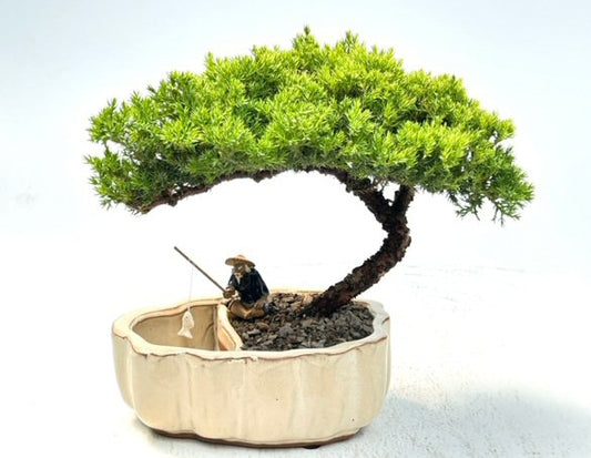Juniper Bonsai Tree Land/Water Pot with Scalloped Edges - Large (Juniper Procumbens "nana")