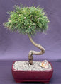 Twisty Mugo Pine Bonsai Tree  (pinus mugo 'twisty')