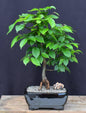 European Hornbeam Bonsai Tree - Large  (carpinus betulus)