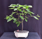Yellow Birch Bonsai Tree  (Betula alleghaniensis)