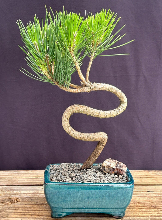 Japanese Black Pine Bonsai Tree "S" Shaped Trunk Style  (pinus thunbergii 'thunderhead')