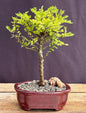 Chinese Seiju Elm Bonsai Tree - Small  (ulmus parvifolia 'seiju')