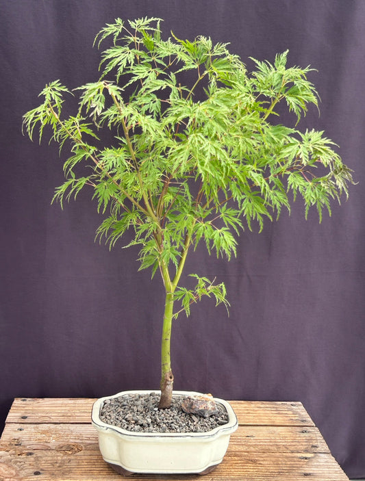 Seiryu Laceleaf Maple Bonsai Tree  (Acer palmatum var. dissectum 'Seiryu')