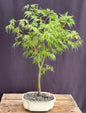 Seiryu Laceleaf Maple Bonsai Tree  (Acer palmatum var. dissectum 'Seiryu')
