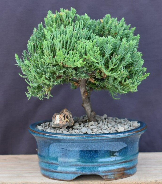 Juniper Bonsai Tree - Upright  (Juniper Procumbens "nana")