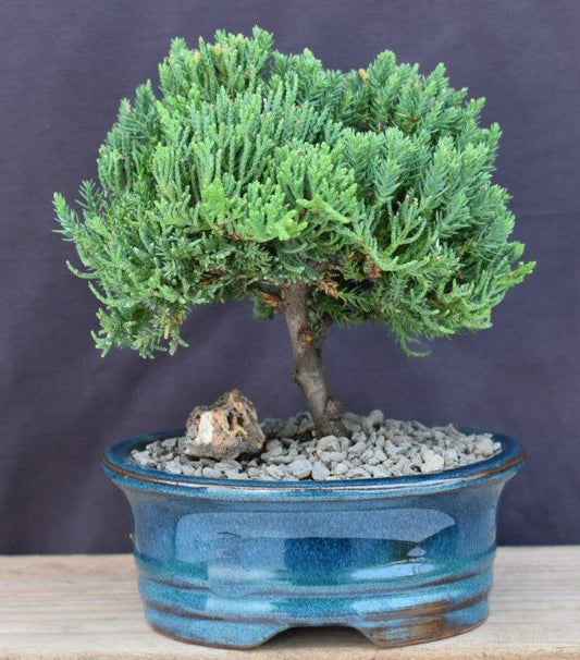 Juniper Bonsai Tree - Upright  (Juniper Procumbens "nana")