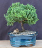Juniper Bonsai Tree - Upright  (Juniper Procumbens "nana")
