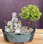UprightJuniper Bonsai Tree Stone Landscape Scene  (juniper procumbens "nana")