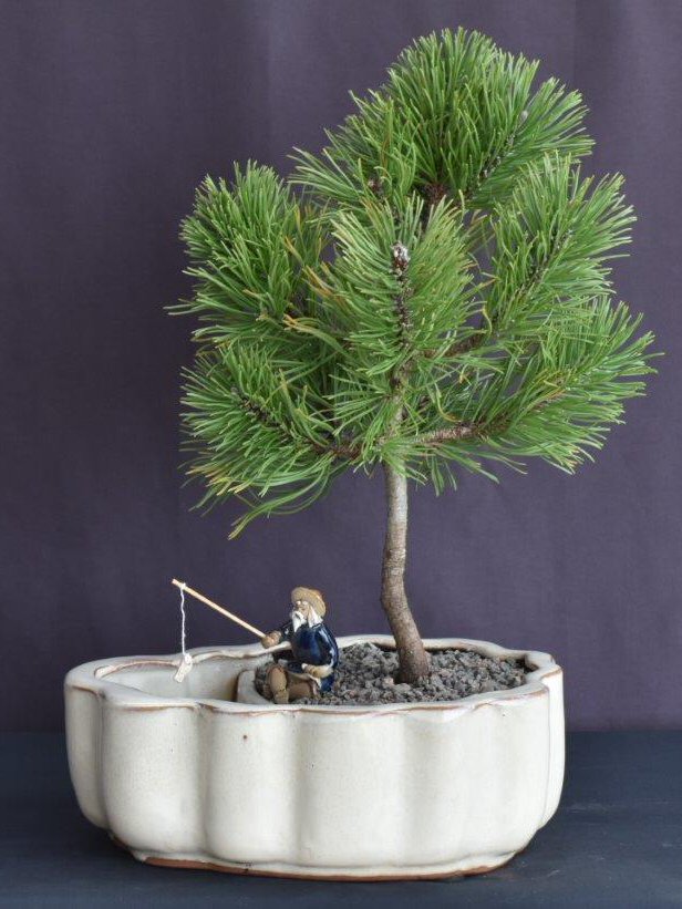 Mugo Pine Bonsai Tree Land/Water Pot  (pinus mugo 'valley cushion')