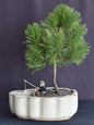 Mugo Pine Bonsai Tree Land/Water Pot  (pinus mugo 'valley cushion')