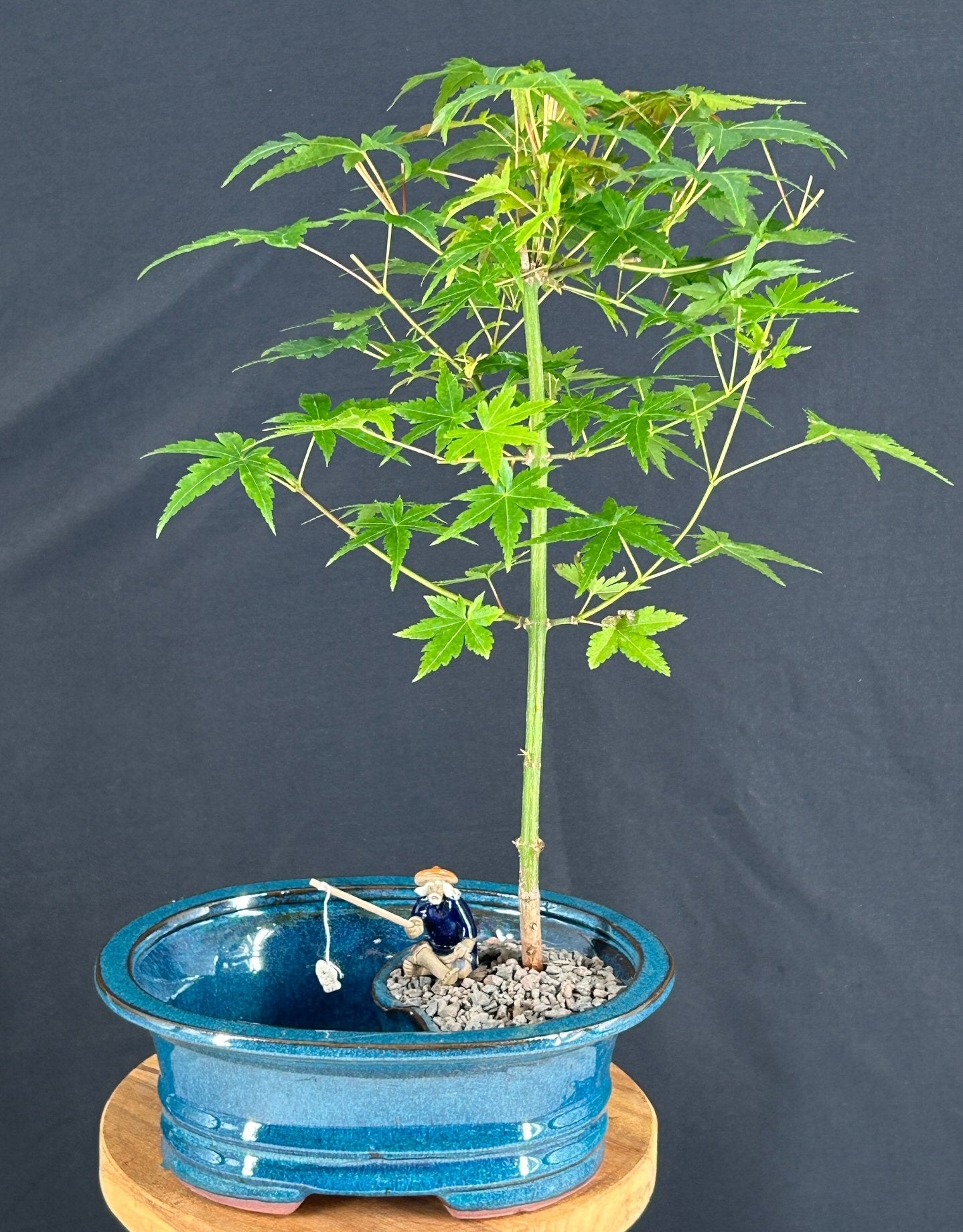 Japanese Green Maple Bonsai Tree Land/Water Pot   (acer palmatum)