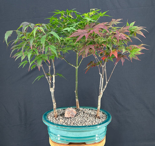 Japanese Maple Bonsai Tree  Three Tree Forest Group (acer palmatum)