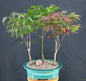 Japanese Maple Bonsai Tree  Three Tree Forest Group (acer palmatum)