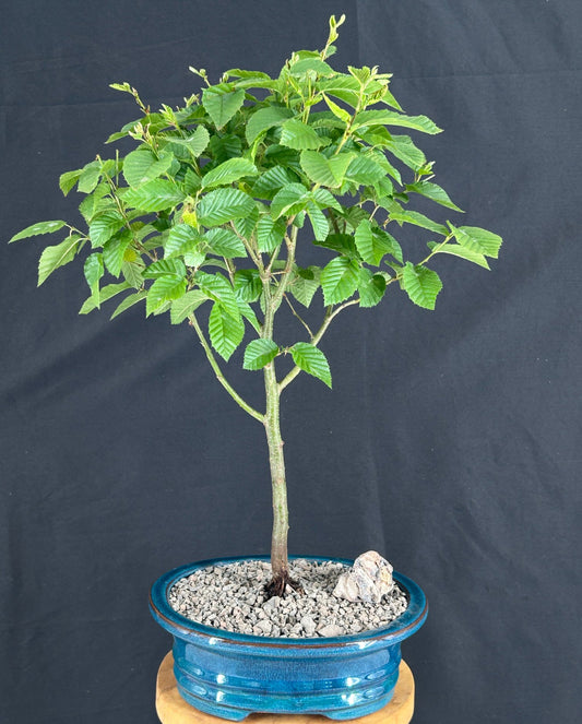 Korean Hornbeam Bonsai Tree (Carpinus koreana 'Model Rocket')