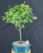 Korean Hornbeam Bonsai Tree (Carpinus koreana 'Model Rocket')