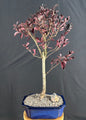 Flowering Crape Myrtle Bonsai Tree (Lagerstroemia indica 'Black Diamond')