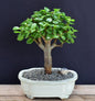 Baby Jade Bonsai Tree - Small   (Portulacaria Afra)