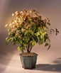 Flowering Heavenly Bamboo Bonsai Tree  (nandina domestica - 'firepower')