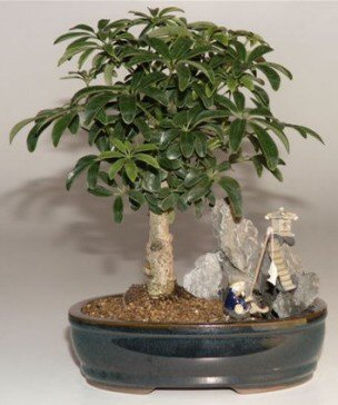 Hawaiian Umbrella Bonsai Tree Stone Landscape Scene  (Arboricola Schefflera 'Luseanne')