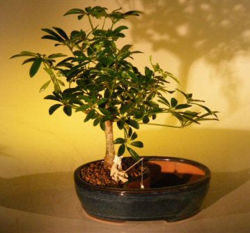 Hawaiian Umbrella Bonsai Tree  Land/Water Pot - Medium   (arboricola schefflera 'luseanne')