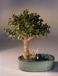 Baby Jade Bonsai Tree  Land/Water Pot - Medium   (Portulacaria Afra)