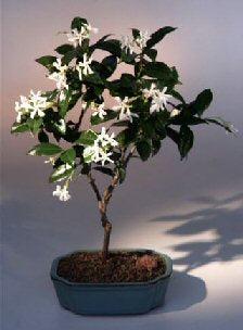 Flowering White Jasmine  (trachelospermum jasminoides)