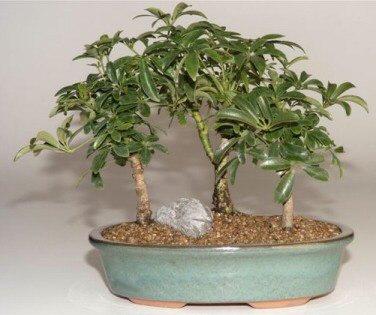 Hawaiian Umbrella Bonsai Tree  3 Tree Forest Group   (Arboricola Schefflera 'Luseanne')