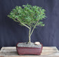Chinese Flowering White Serissa - Large  Bonsai Tree of a Thousand Stars  (Serissa Japonica)