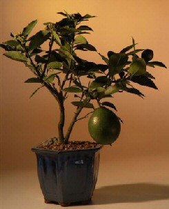 Flowering Lemon Bonsai Tree   (meyer lemon)