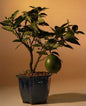 Flowering Lemon Bonsai Tree   (meyer lemon)