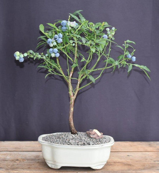 Flowering Top Hat Blueberry Bonsai Tree  (vaccinium corymbosum argustifolium)