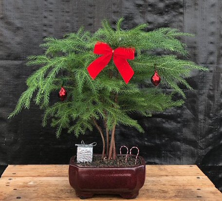 Norfolk Island Pine - With Decorations   (araucaria heterophila)