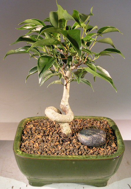 Oriental Ficus Bonsai Tree - Small Coiled Trunk  (ficus benjamina 'orientalis')