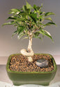 Oriental Ficus Bonsai Tree - Small Coiled Trunk  (ficus benjamina 'orientalis')