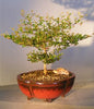 Black Olive Bonsai Tree   (bucida spinosa)