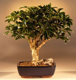 Hawaiian Umbrella Bonsai Tree - Large  (arboricola schefflera 'luseanne)