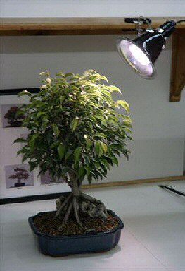 Grow Light Kit - 32 Watt Full Daylight Spectrum  (fluorescent grow light 150 watt equivalent)