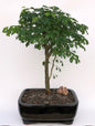 Flowering Brazilian Raintree Bonsai Tree Large   (pithecellobium tortum)