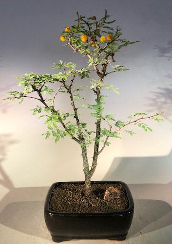 Flowering Dwarf Sweet Acacia Bonsai Tree   (acacia farnesiana)