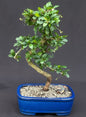 Flowering Fukien Tea Bonsai Tree - Medium  Curved Trunk Style   (ehretia microphylla)