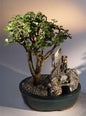 Baby Jade Bonsai Tree Stone Landscape Scene  (portulacaria afra)