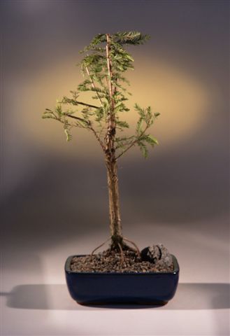 Bald Cypress Bonsai Tree  (taxodium distichum)
