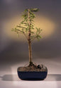 Bald Cypress Bonsai Tree  (taxodium distichum)