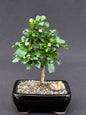 Fukien Tea Bonsai Tree - Small  Straight Trunk Style   (ehretia microphylla)