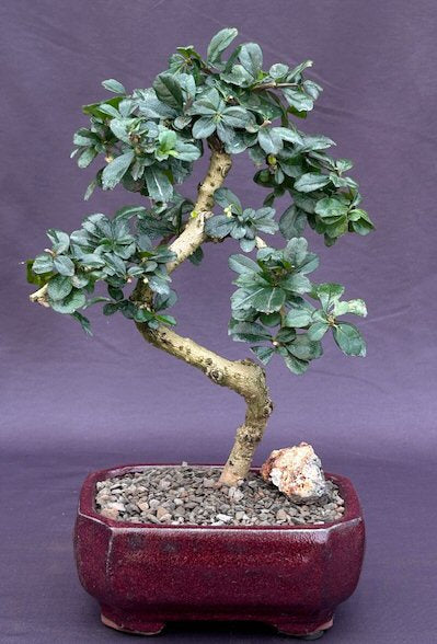 Flowering Fukien Tea  Bonsai Tree - Small  Curved Trunk Style (ehretia microphylla)