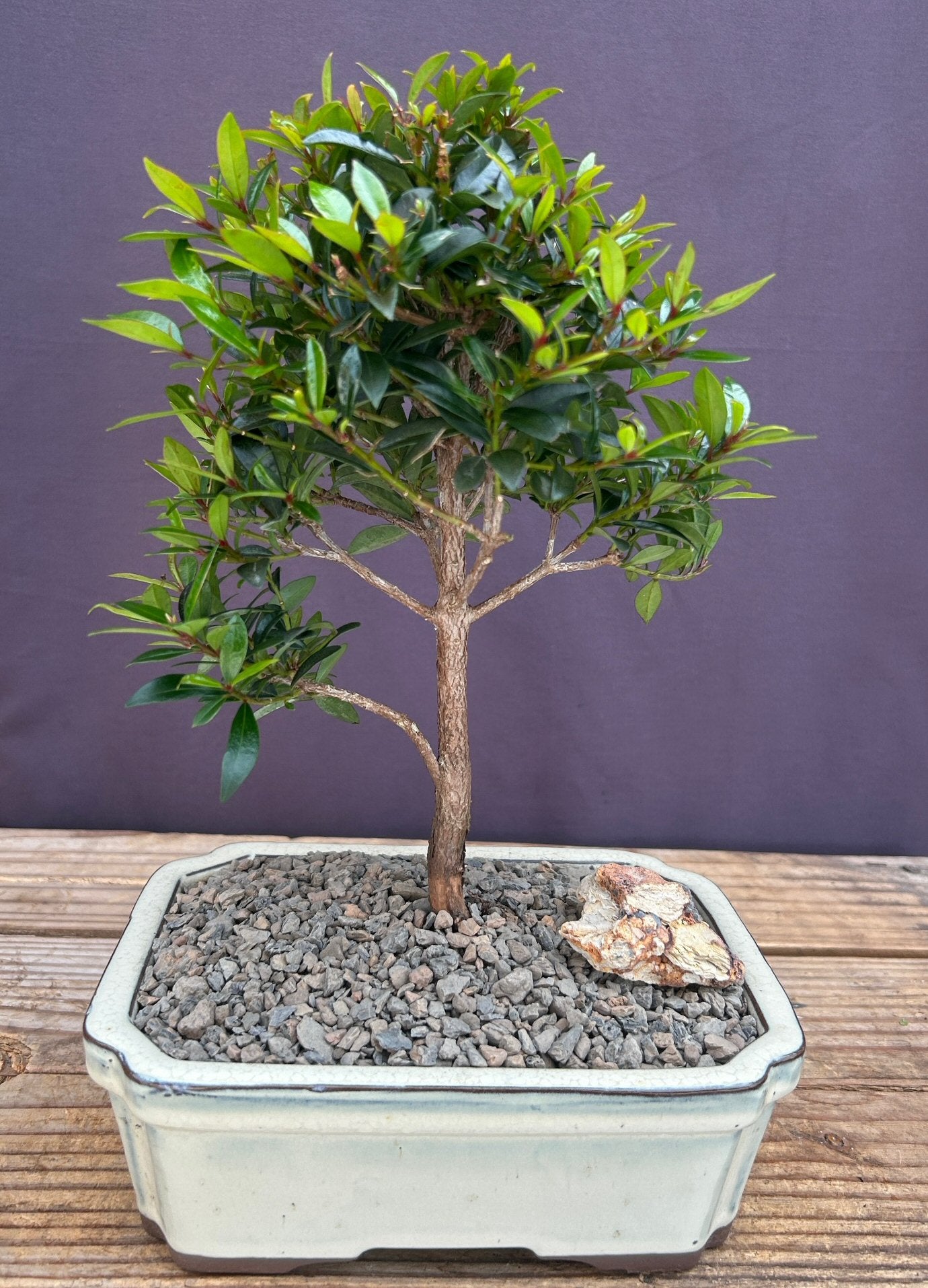 Flowering Brush Cherry Bonsai Tree - Medium   (Eugenia Myrtifolia)